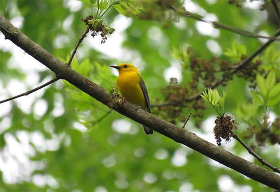 Prothonotary Warbler by Simon Thompson